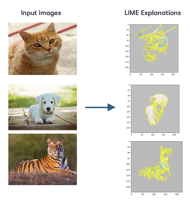 images of a cat, a dog, and a tiger show as grey-yellow heat maps under LIME explanations